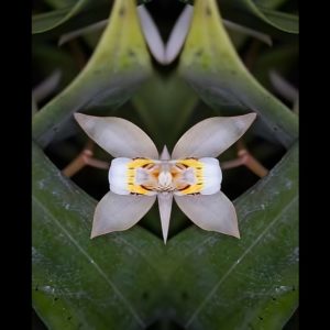 Coelogyne-flaccida