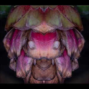 Curcuma