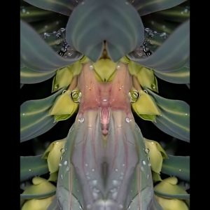 Euphorbia characias