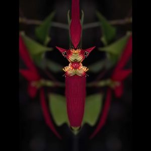 Euphorbia pulcherrima