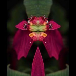 Euphorbia pulcherrima