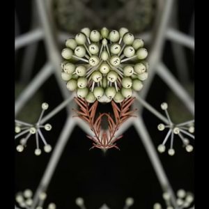 Fatsia japonica