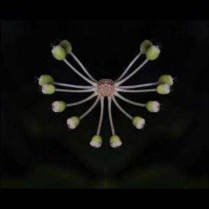 Fatsia japonica