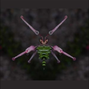 Grevillea lanigera