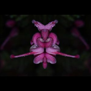 Grevillea lanigera I