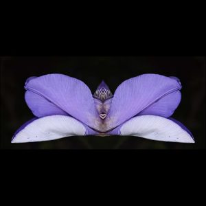 Iris unguicularis