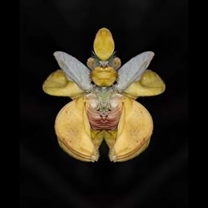 Phlomis fruticosa