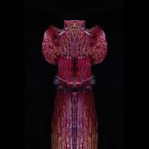 Sarracenia