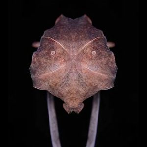 Sarracenia