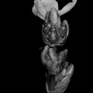Daniel Pittet Photography Searching for mutants
