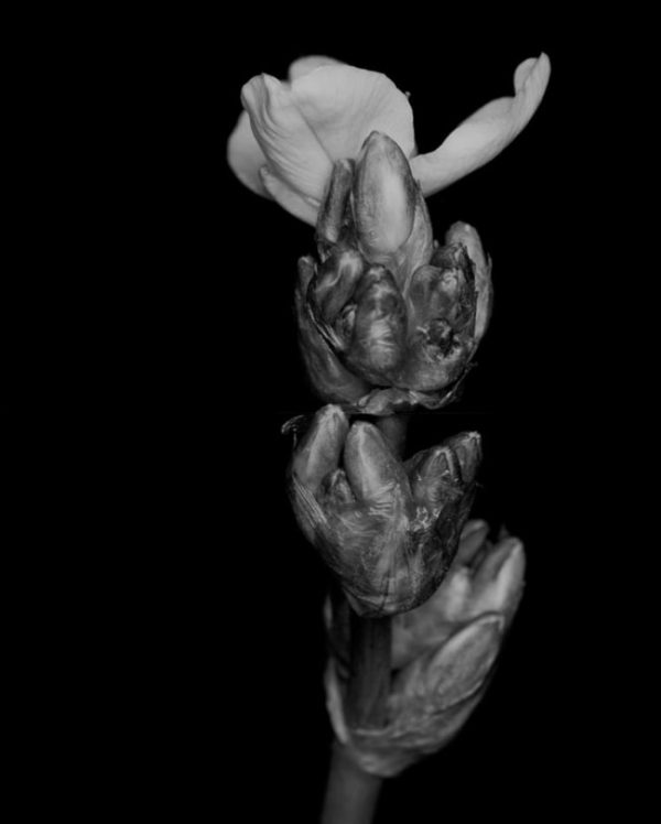 Daniel Pittet Photography Searching for mutants